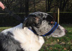 SWAG Fleece Lined Headcollar (Medium)