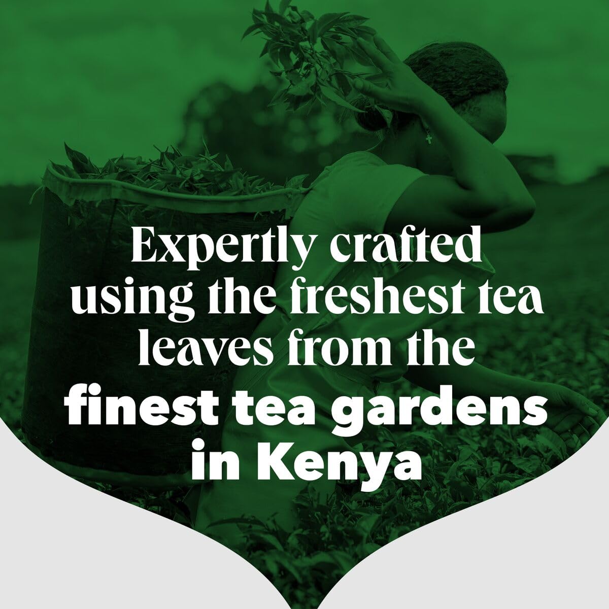 PG Tips Original | Black Tea Bags Bulk | One Cup | Refreshing & Flavourful | Ideal For Office Catering | 1100 Plant Based Biodegradable Square Teabags
