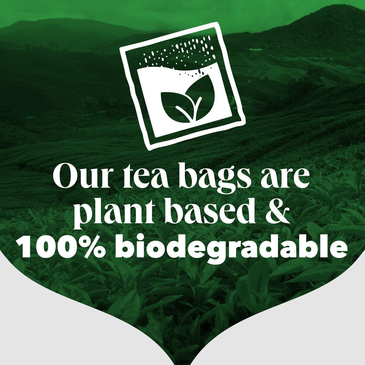 PG Tips Original | Black Tea Bags Bulk | One Cup | Refreshing & Flavourful | Ideal For Office Catering | 1100 Plant Based Biodegradable Square Teabags